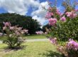 Spring Hollow Estates Foliage