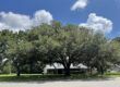 Spring Hollow Estates Big Tree