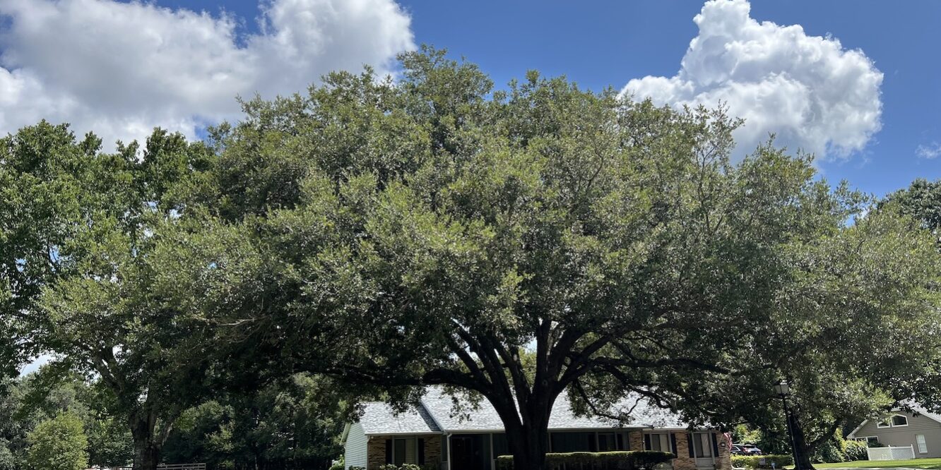 bigtree Spring Hollow Estates Big Tree