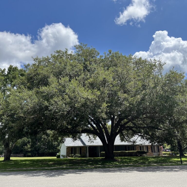 Spring Hollow Estates Big Tree
