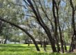 Spring Hollow Estates Pretty Trees