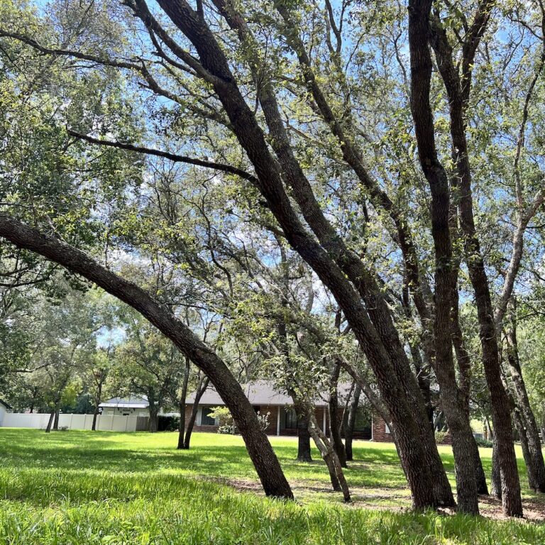 Spring Hollow Estates Pretty Trees