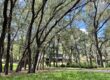 Spring Hollow Apopka Trees