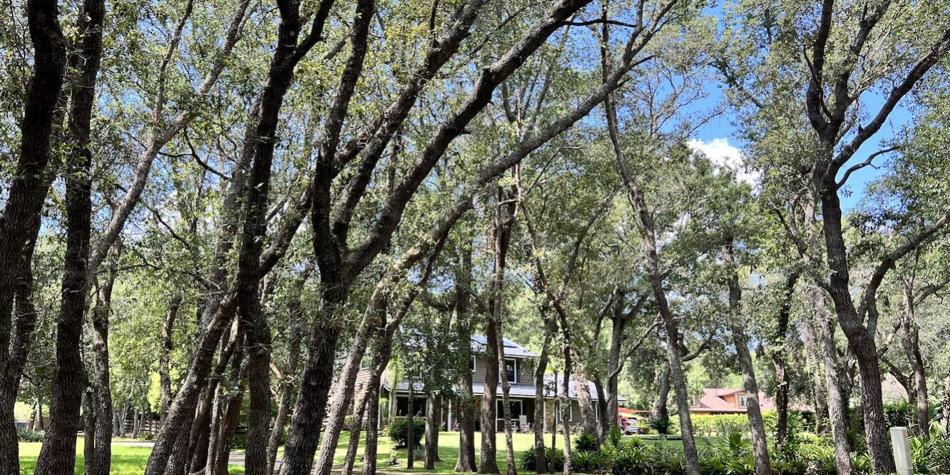 Spring Hollow Apopka Trees