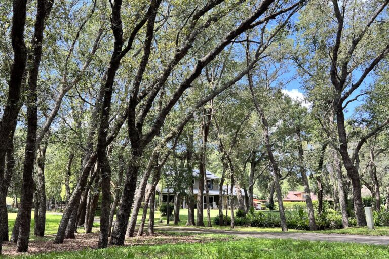 Spring Hollow Apopka Trees