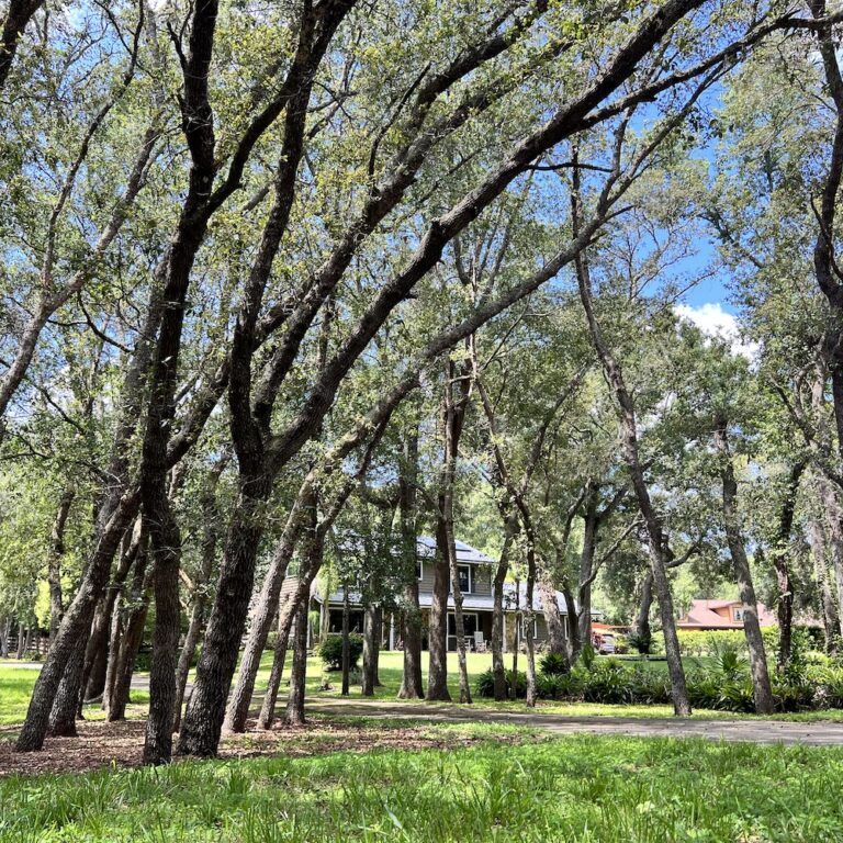 Spring Hollow Apopka Trees