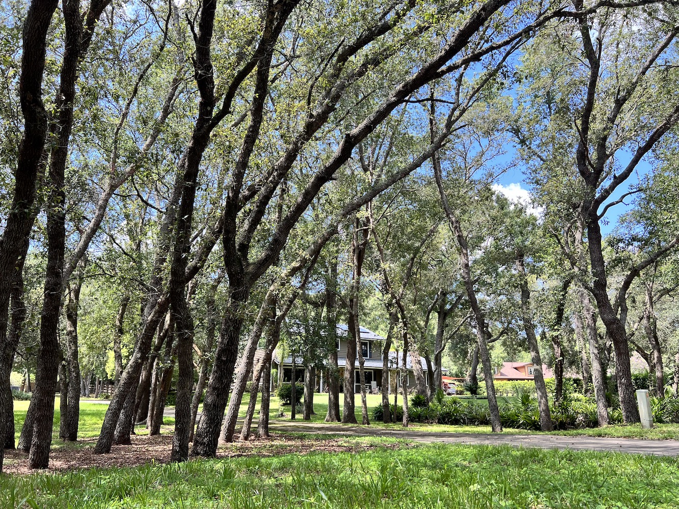 Spring Hollow Apopka Trees